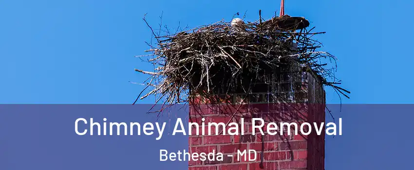Chimney Animal Removal Bethesda - MD