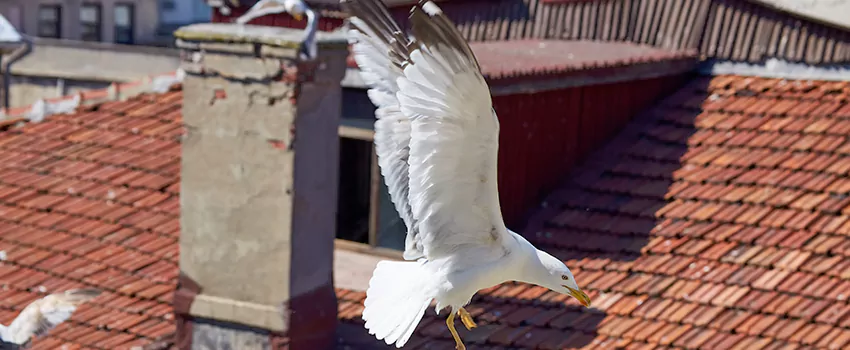 Residential Chimney Animal Removal Solution in Bethesda, MD