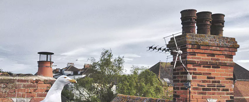 Chimney Cleaning And Restoration in Bethesda, Maryland
